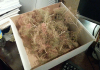 010  -- leftovers, enough for as many bushes as trees