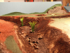 9251 -- first plants starts to grew