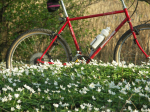 Weather was right, mode was right, camera and bicycle in order - time for the first wildwood windflower photo session of the year!