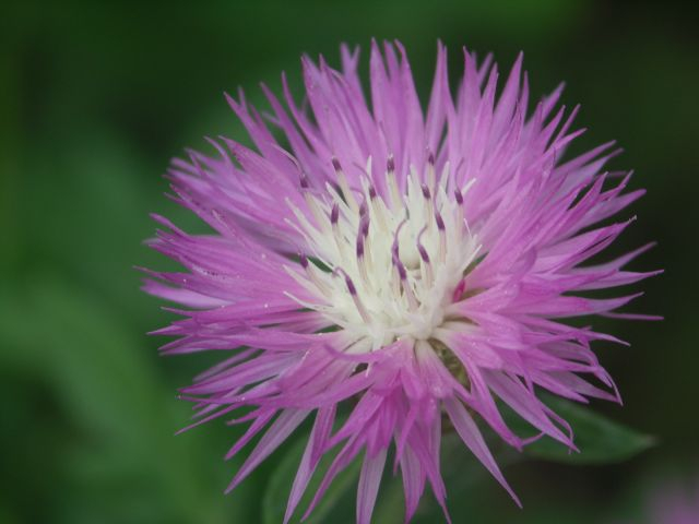 click for next picture