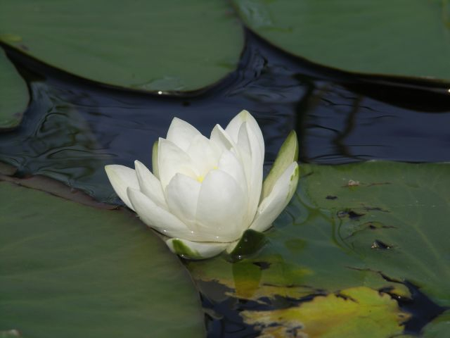 click for next picture
