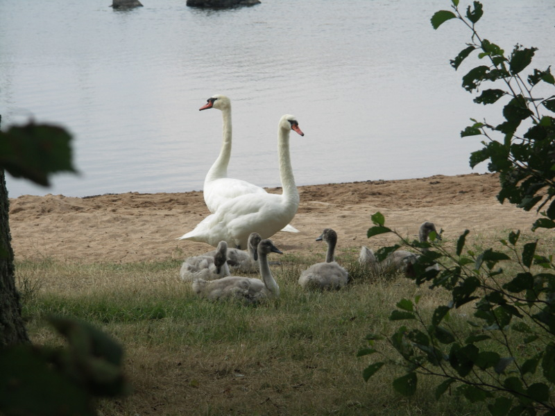 click for next picture