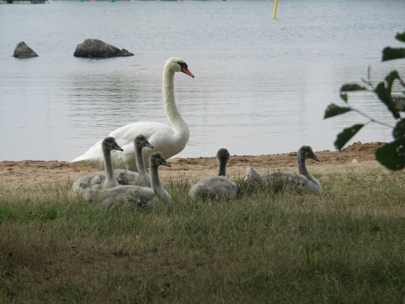 click for next picture