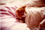 Animal pictures.