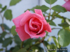 Pict0663